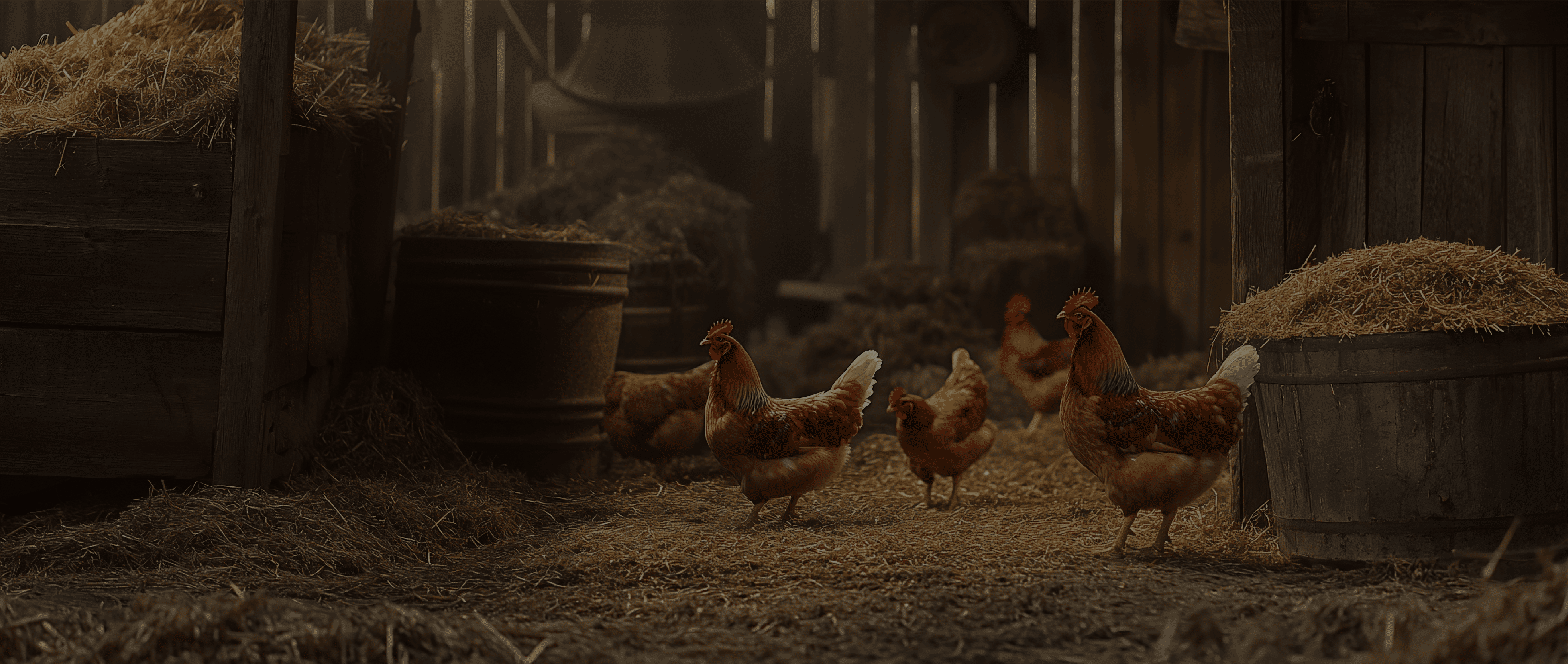 Dora Farm Chickens